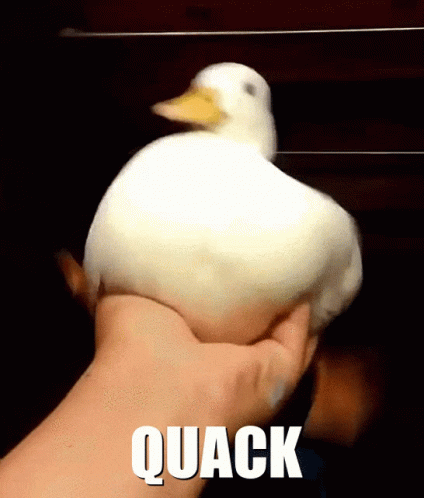 a white bird sitting on someones hand with the words quack above it