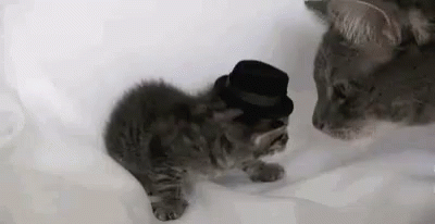 a couple of cats playing with each other