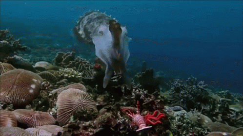 an octo standing on top of some small corals