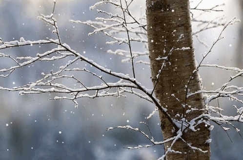 a snowy winter tree is surrounded by nches