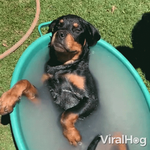 a small dog is laying in an old tub