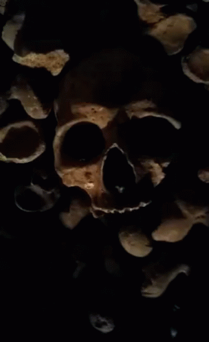 a skull with a bunch of bones in it