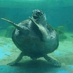 this is an image of a turtle in the water
