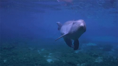 an underwater po of an animal running
