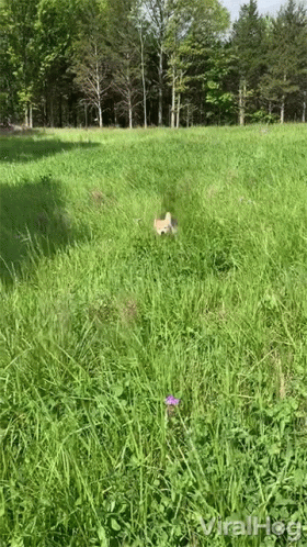 a cat walking across the grass in a forest