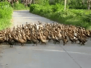 a group of ducks walking down the road