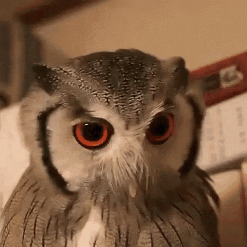 a owl with blue eyes stares into the camera