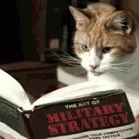 an image of a cat reading a book