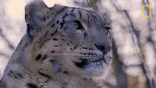 a snow leopard looks intently ahead at the camera