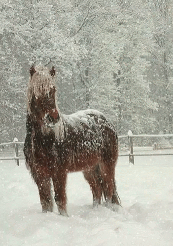 the black horse has its head down in the snow