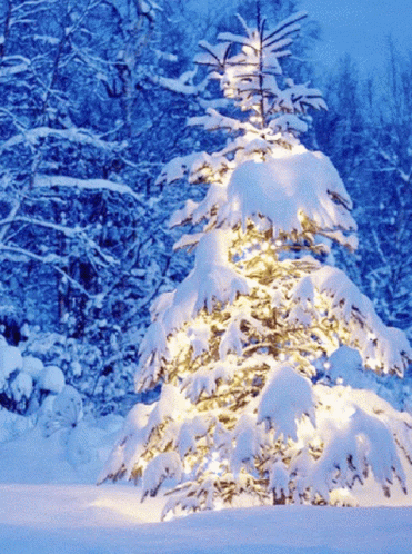 a snow covered christmas tree in a snowy forest