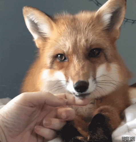 a person holding a fox with one hand and two other fingers