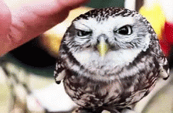 a person is holding an owl in their hand