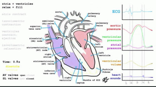 the heart diagram with labels on the side