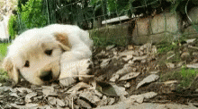 white polar bear curled up in the dirt