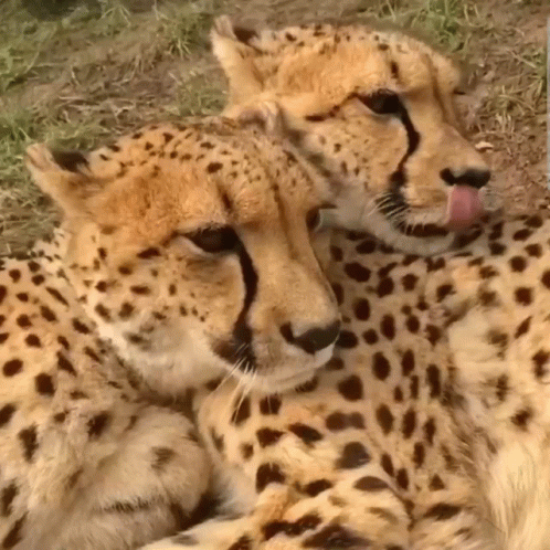 two cheetah look relaxed as they lay down