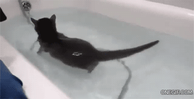 the cat is in the bathtub and trying to take a bath