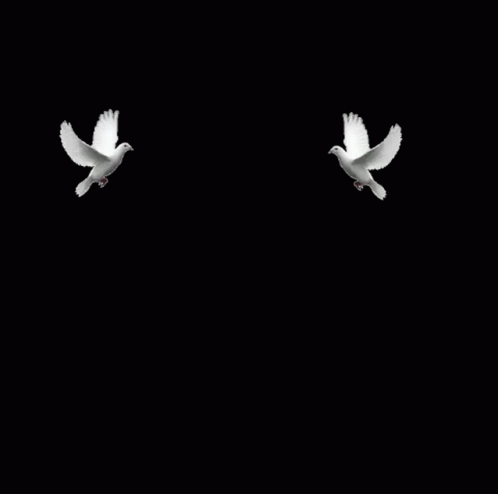two white birds flying at the same time