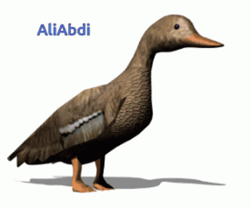 a duck stands on its hind legs on a white background