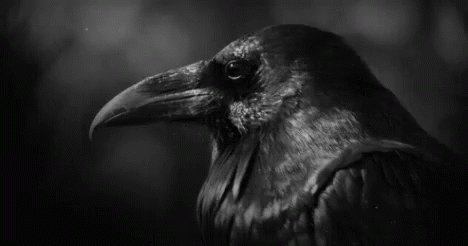 a black and white po of a crow