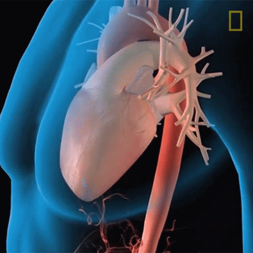 a painting shows the heart and vessels in this 3d image