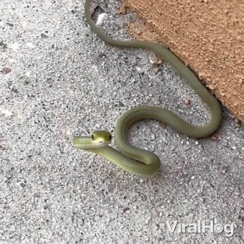 a snake that is laying down by a wall