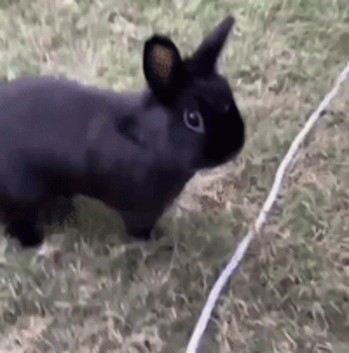 a small black bunny rabbit sitting on top of a green field