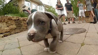 a puppy walking on top of a brick walkway