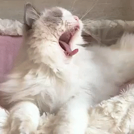 a white fluffy cat with an open mouth