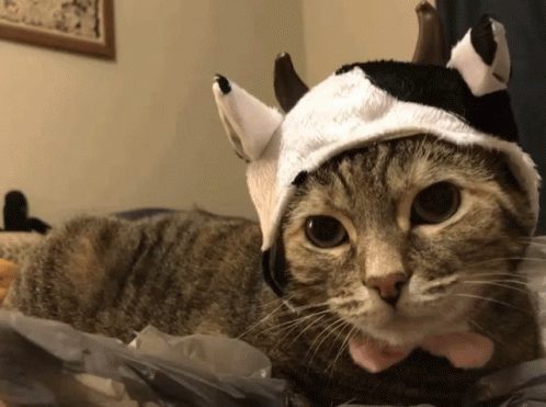 a cat with an evil costume wearing a devil hat