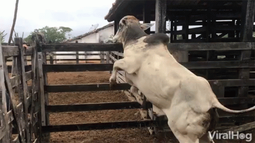 a goat jumps into a gate and gets his s