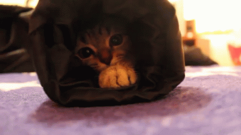 there is a small cat that is peaking out of the bag