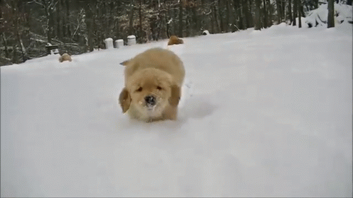 a polar bear is walking through the snow