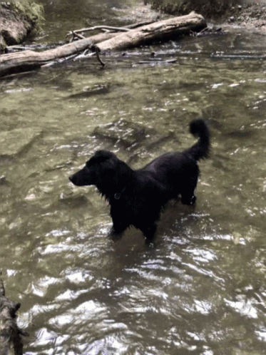 the black dog is wading through some water