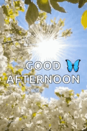 blue and white leaves with an orange erfly in the middle with text good afternoon