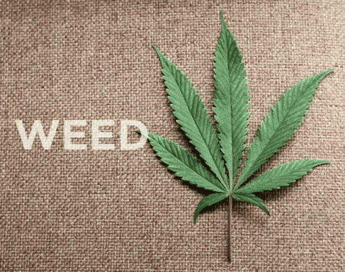 the word weed spelled with a leaf on the side of a background