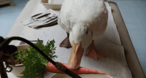 a duck sits on the counter in a kitchen
