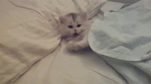 a grey kitten peeking out of a pillow on top of blankets