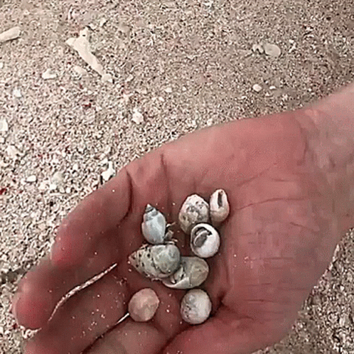 a person holding several shells in their hand