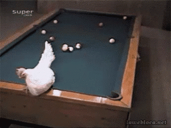 an adorable little white chicken is playing pool