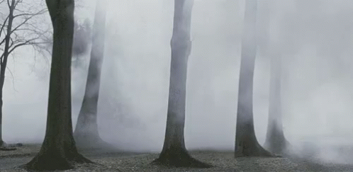 a foggy tree filled forest filled with lots of fog