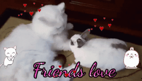 two cats are shown with hearts in the background