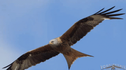 large bird of prey flying through the sky