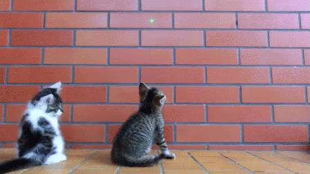 two cats looking up at a wall that looks like blue bricks