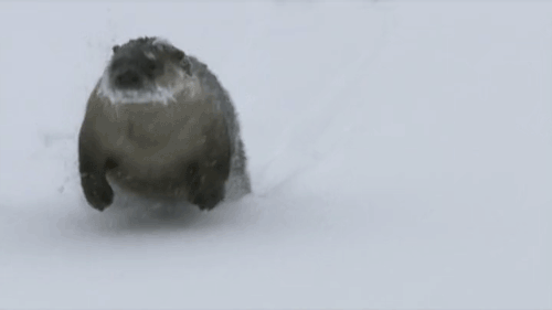 a large brown bear sitting in the snow