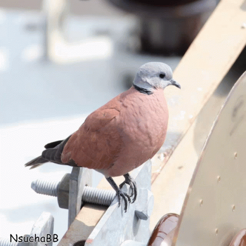 a pigeon sitting on top of an outdoor table