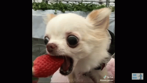 a white chihuahua holding a blue toy in it's mouth