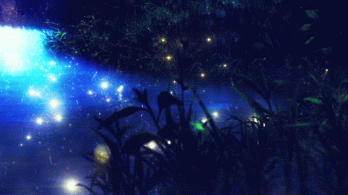 a view of the firework in the forest at night