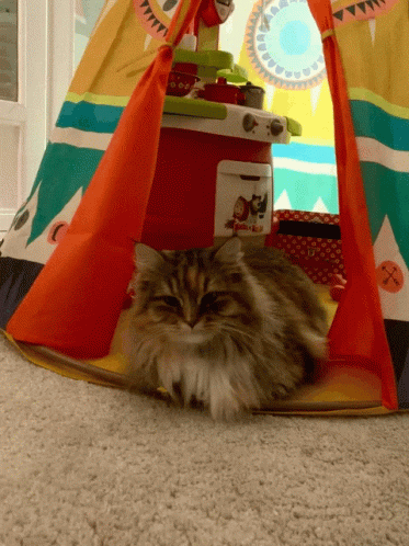 a fluffy cat sitting underneath a very colorful tent