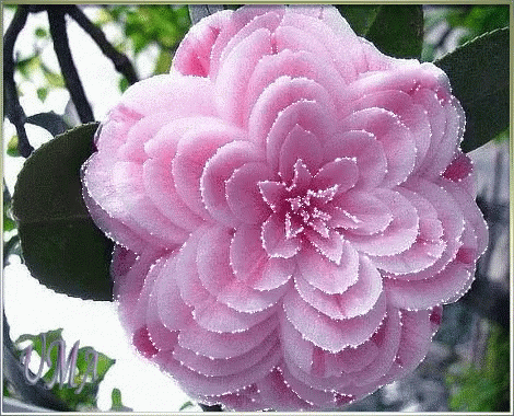this is a flower with water droplets on it